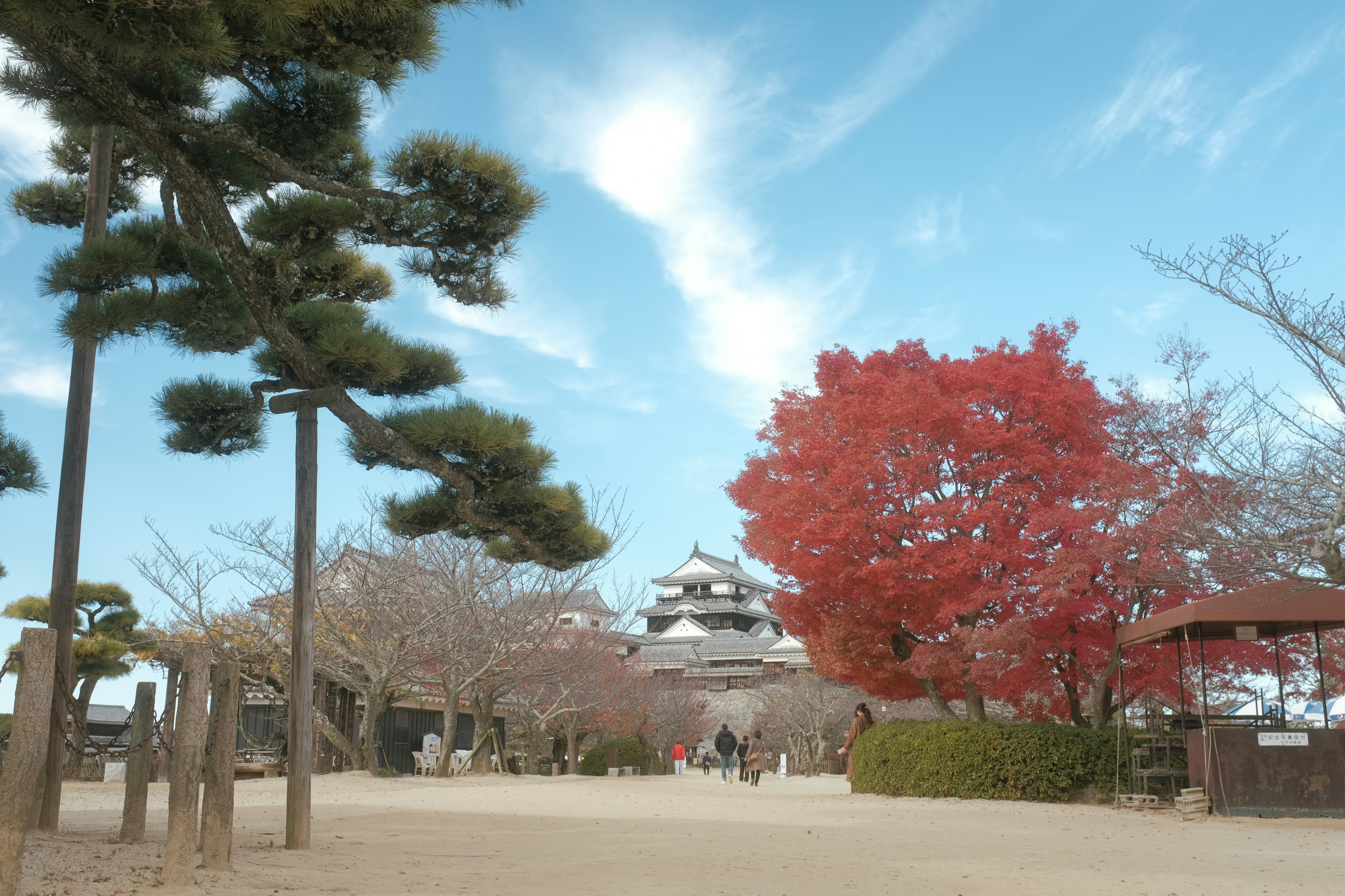 green and brown trees under blue sky during daytime